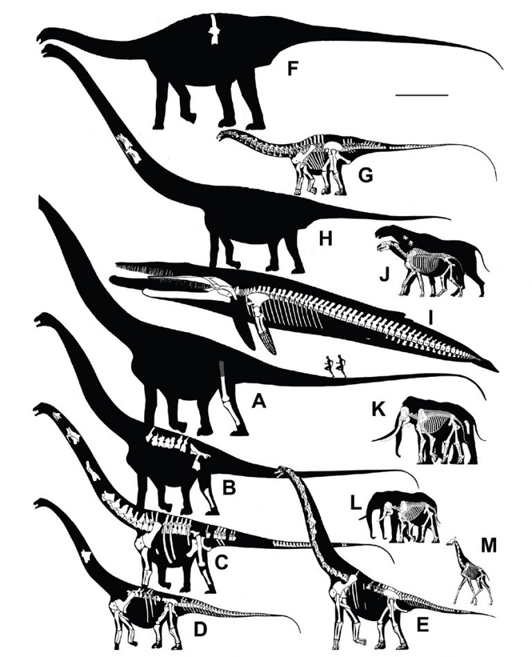 Bruhathkayosaurus body mass | Eofauna